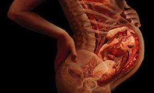 Интересная статья "Что происходит во время беременности"