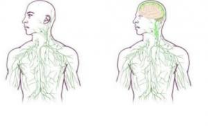 Ваш мозг напрямую связан с иммунной системой