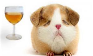 Рассол и другие советы по новогоднему похмелью  