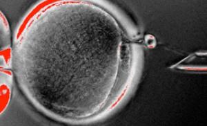 Удалось получить функциональные эмбриональные клетки из клонированного эмбриона человека