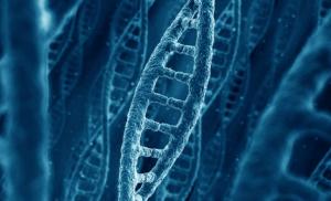 Ученые обнаружили в ДНК «биологические часы человека» 