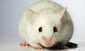 Лабораторная мышь