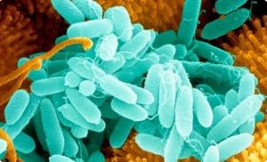 Нановойны – борьба с патогенными палочками